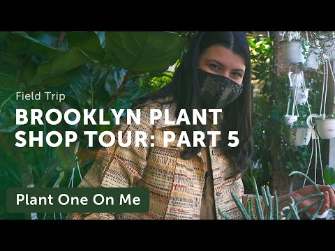 Brooklyn Plant Shop Tour: Greenery Unlimited (5/6) — Ep. 222