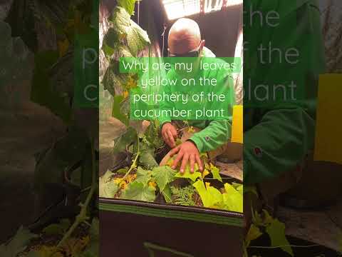 What is the most common deficiency in cucumber plant ?!?