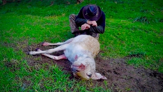 preview picture of video 'Hunting deer in New Zealand # 108'