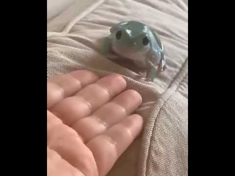 ...🐸krok krok🐸🐸..cute flogg🤭🤗....