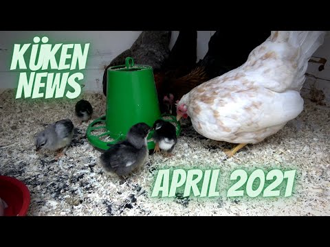 Küken News April - Zwerghuhn Mix - Naturbrut -  geschlüpft am 12.4.