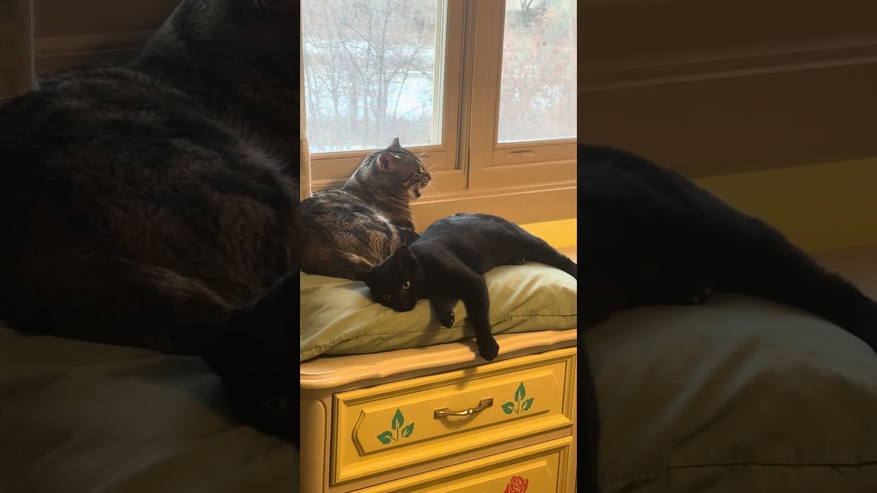 Enlarge Apollo Bell, a ADOPTABLE Domestic Short Hair in Denver, CO video 3/3