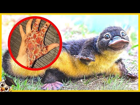 The 25 Most Poisonous Animals in the World