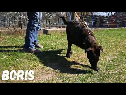 Boris - der Unwiderstehliche