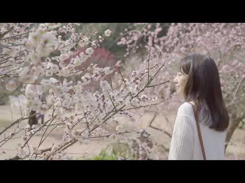 やまぐち映像図鑑 NO.097 萩往還梅林園［萩市］ | Hagi Ōkan Plum Garden [ Hagi-city ]