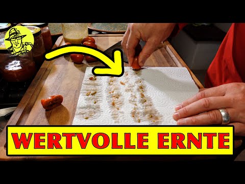 So erntest du dein eigenes, wertvolles Saatgut - Methode für Zuhause und die Profimethode.