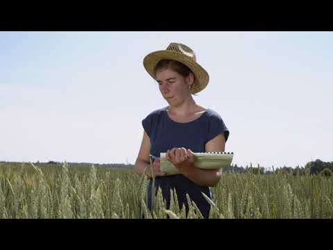 Biodynamische Getreidezüchtung