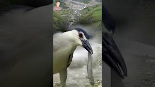 Download lagu Fishes And White Sea Birds Shorts mp3 Download lagu Fishes And White Sea Birds Shorts mp3