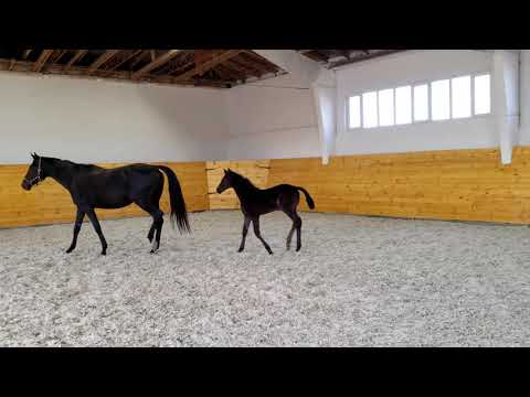 Milky Way (Morricone - Fürstenball) *2020