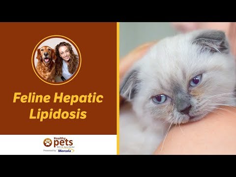 Feline Hepatic Lipidosis