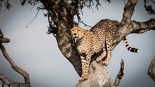 Meet the Oloololo Male Cheetahs - Masai Mara 2015 HD