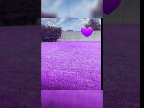 🤯Choerry mv deleted scene!?