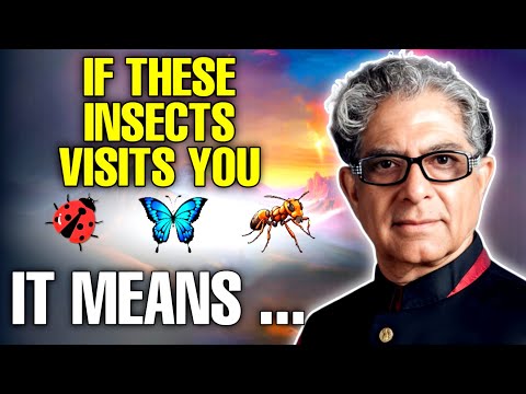 97% Miss These Signs! The Spiritual Meaning of the Insects in your house !