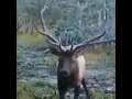 This is what a moose sounds like