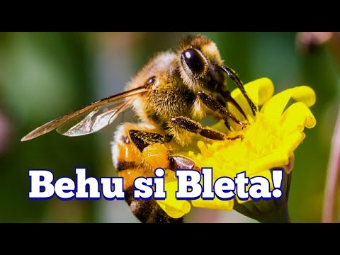 Behu si Bleta-Medito