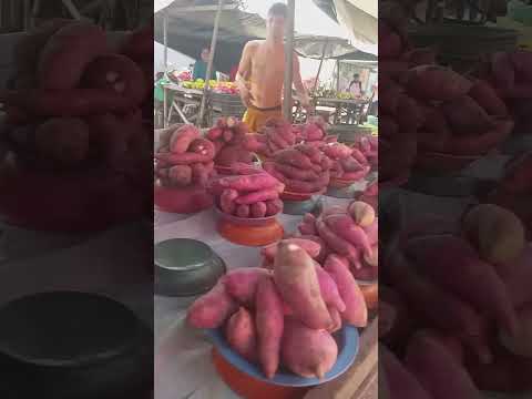 BACIA CHEIA DE BATATA DOCE 5 FEIRA DA GRANJA PORTUGAL FORTALEZA CE. 07/03/26 #feiralivre