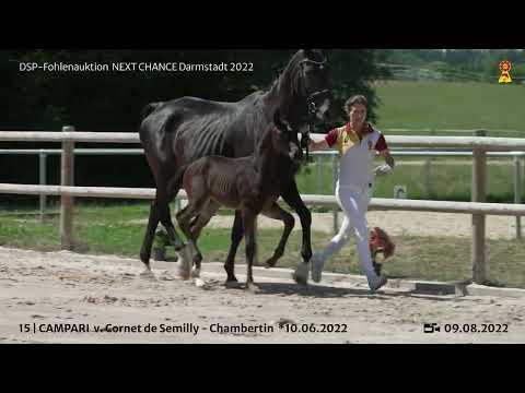 KN 15: Hengstfohlen v. Cornet de Semilly / Chambertin