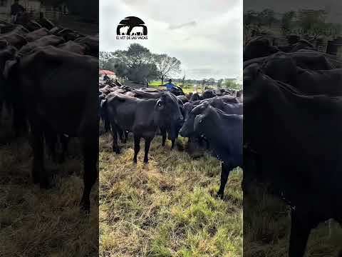 Gira internacional ganadera Bolivia Parte 6 -Curichi Grande- #ganaderíasostenible #vacas #vaca