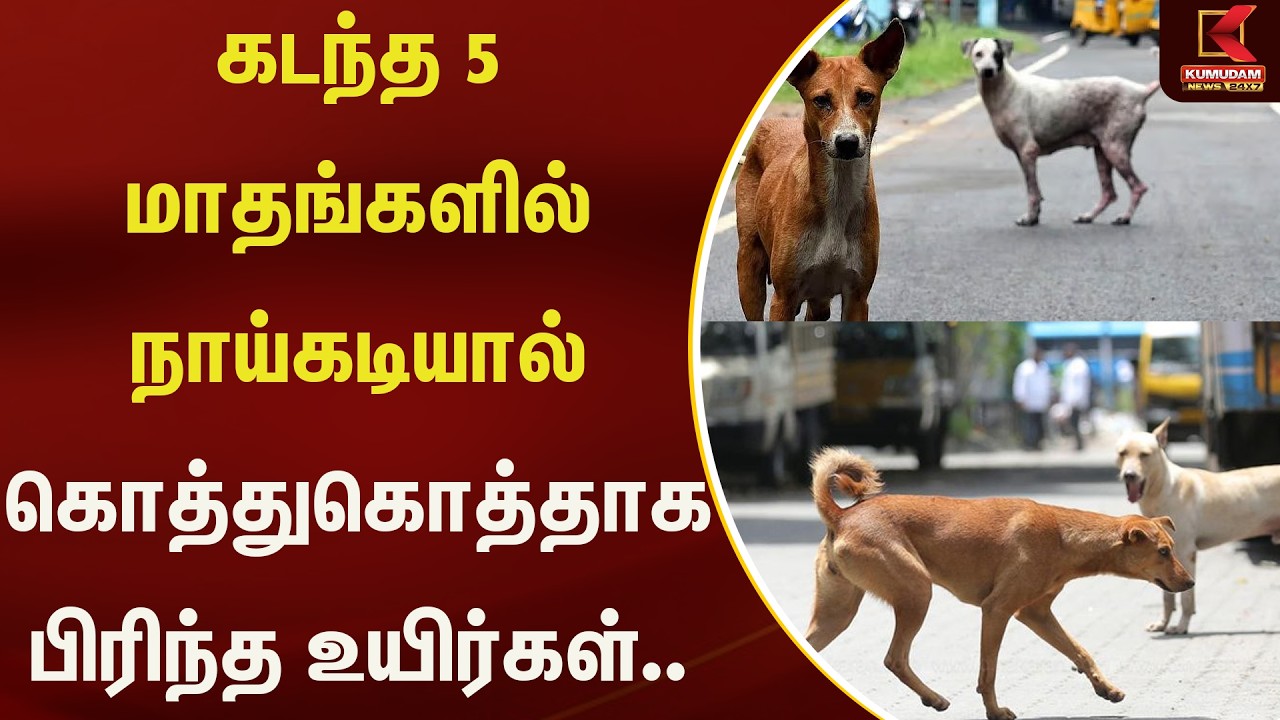 கடந்த 5 மாதங்களில் நாய்கடியால் கொத்துகொத்தாக பிரிந்த உயிர்கள்.. | Kumudam News
