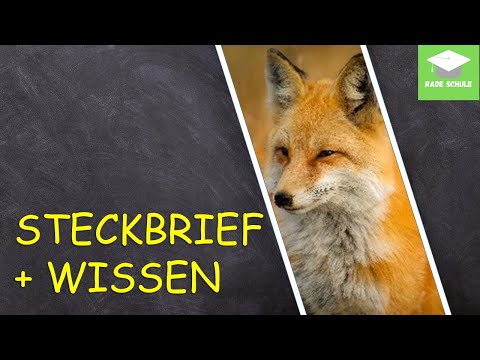 Lernvideo: Steckbrief und Wissenswertes über den Fuchs - Sachunterricht HSU - Grundschule