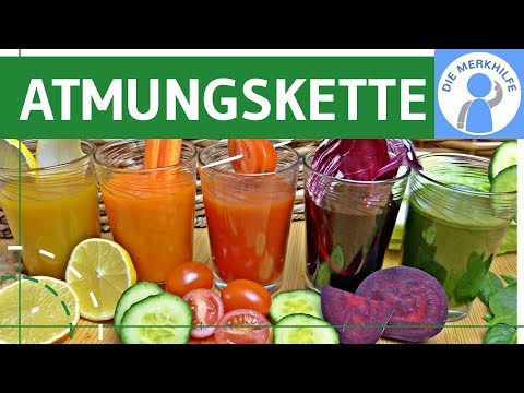 Atmungskette einfach erklärt - Stoffwechsel - Oxidative Phosphorylierung, Elektronentransportkette