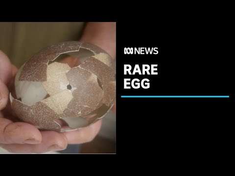 The discovery of a very rare King Island emu egg is exciting scientists | ABC News