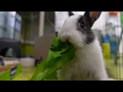 KONIJNEN LATEN DATEN?:EEN DAG MET HET DIERENBESCHERMINGSCENTRUM PART 2 - FLORINESCHOENMAKER VLOG #41