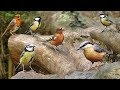 Bird Sounds And Birds Flying In Slow Motion One Hour