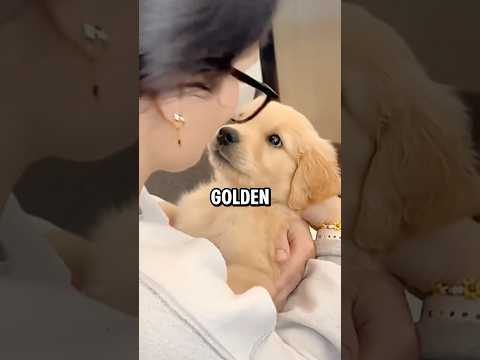 Everything you need to know before getting a Golden Retriever #dogs #dogs #goldenretriever