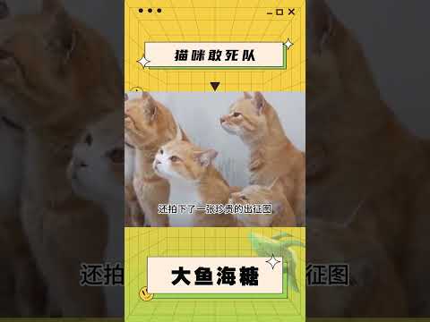 从鼠岛到撸猫圣地#外国人真会玩 #萌宠 #撸猫 #整活