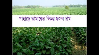 পাহাড়ে তামাকের বিকল্প ফসল চাষ, পাহাড়ী কৃষি,