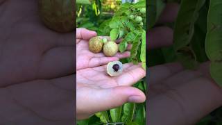 Download lagu Matalada longan is the champion #mataladalongan mp3 Download lagu Matalada longan is the champion #mataladalongan mp3