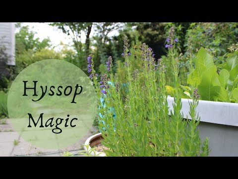 image-Is hyssop an evergreen?