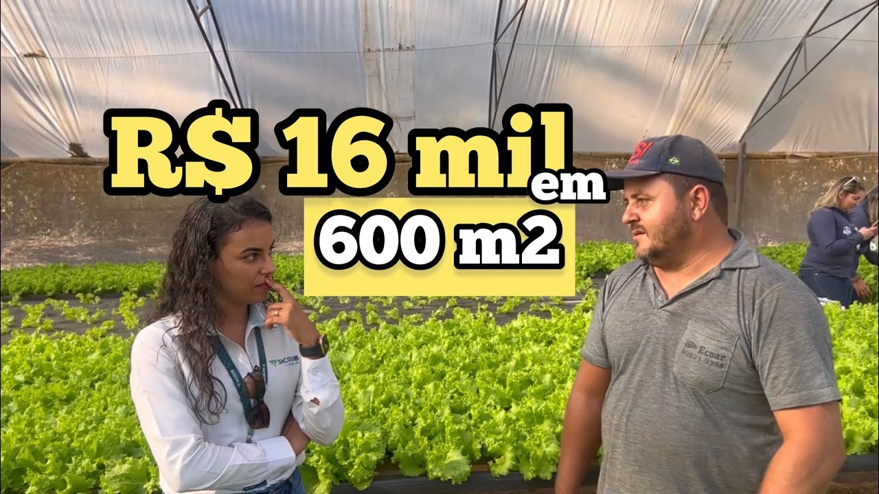 LEIVEI TRÊS GERENTES DE BANCO NA HORTA DESSE PRODUTOR | ELE FATURA R$ 16 MIL REAIS EM 600 M2