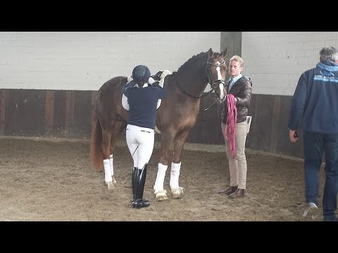 BY YOUR SIDE & Jenny Johannson - Züchtersonntag NRW-Landgestüt 25.03.2018