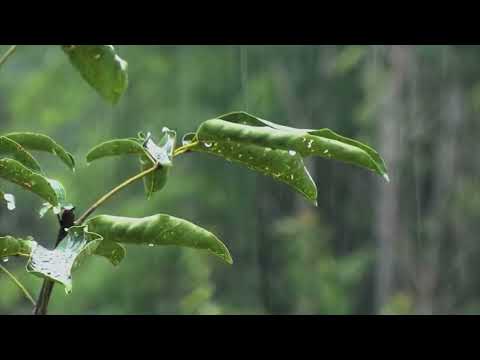 Som de Chuva para Dormir e Relaxar 🌧 10 horas Som de Chuva leve e calma