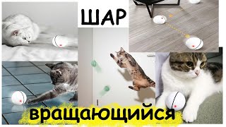 10 крутых подарков для кошек и их владельцев
