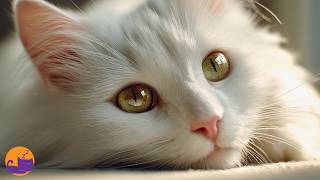 A Calm Space for Your Cat 🐾 9 Hour Relaxing Sound Environment 🐱❤️