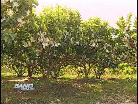 Band Cidade Campinas 13 12 2012 - bloco 03