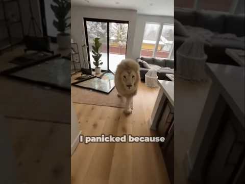This Lion Broke inside my House😲💔