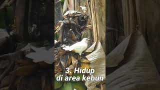 Download lagu 5 Facts about the white finch in nature #short #shorts #shortvideo mp3 Download lagu 5 Facts about the white finch in nature #short #shorts #shortvideo mp3