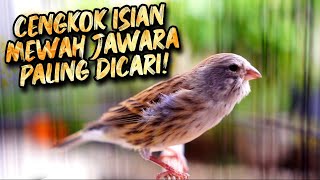 Download lagu MATERI CENGKOK ISIAN JAWARA LOMBA ! MASTERAN KENARI ISIAN BLACKTHROAT GACOR DURASI PANJANG mp3