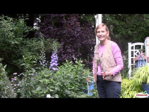 園芸 マルタゴン・リリー