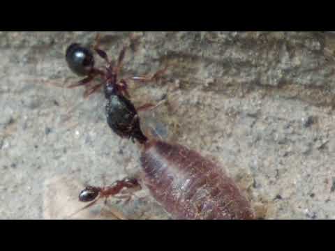 Angry Ants attacked Isopod!