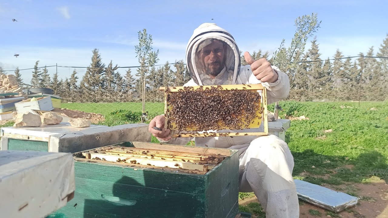 حذاري النحل يريد التطريد قبل الوصول لعشرة اطارات