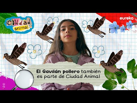 Amelia nos cuenta por qué le gusta el Gavilán Pollero