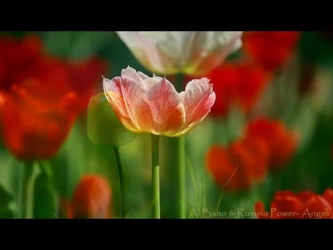 Al Bano & Romina Power-   Angeli.