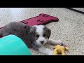 Mini Bernedoodle dogs for sale: Snorkel - Video 1