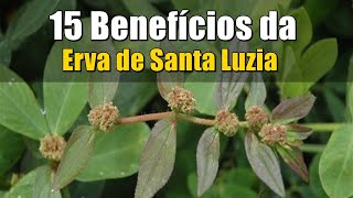 15 Benefícios da Erva de Santa Luzia para a saúde