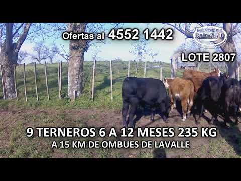 Lote 9 Terneros 2 CH c/ HE- 2 HE- 2 RA c/ HE- 2 AA c/ HE- 1 AA 235 Kgkg -  en Perseverano- A 15 Km de Ombues de Lavalle